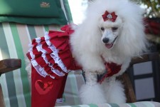zc-dogbows-glam-cloth-r-389-c